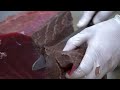 209kg Giant Tuna Cutting Show / 거대한 참치 해체 쇼 / 209公斤巨大鮪魚切割