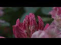 IN BLOOM (2021) A film by Andie Trosper DeRoux