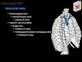 Thoracic and Abdominal wall