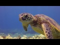 Mala Pier - Best Shore Dives, Maui Hawaii