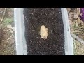 Planting Potato starts