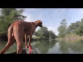 Guadalupe River - Comfort to Waring with a Vizsla