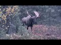 Moose Hunting In Alaska (Giant Bull Down) | Float Trip Style #moosehunting #huntalaska #hunting