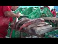 Jeddah Fish Market in Saudi Arabia جدة سمك سوق المملكة العربية السعودية