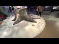 Smithsonian National Museum of Natural History | Hall of Fossils - Deep Time | observing tour.