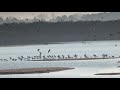 La baie de Somme, terre d'oiseaux - épisode 1 : l'hiver