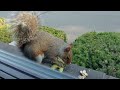 Squirrels' reactions to avocado
