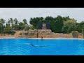 Full Dolphins Show At Loro Parque 4K | Tenerife