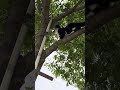 Cat Climbing Tree #cat