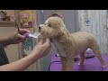 Bichon-Poodle mix dog grooming, CUTE