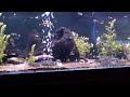 Clown Loach in bubbles