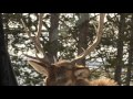 My Elk Encounter Yellowstone National Park