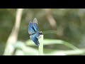 チョウトンボ　美しい輝き　　（埼玉県）　　beatiful  dragonfly  japan 　tha world of healing  　nature