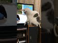 我が家の猫ちゃん達