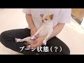 絶対に歩きたくない犬vs絶対に歩く姿が見たい飼い主