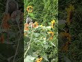 Squirrel so cute swinging on a sunflower