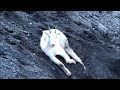 Mountain goats in the Canadian Rockies