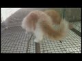 Playful Kittens They  Never Get Tired || Khalivite Animals