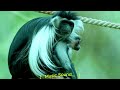 Animal Wildlife: Black-And-White Colobuses Monkey | Animal Documentary