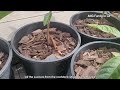 3 Reasons Why You Should Grow Loquat Seedling from Seed | Loquat Seed Germination | Loquat Grafting