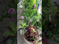 Patio Plant Tour (Mi Jardin)