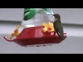 Hummingbirds feeding in Maryland..
