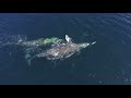 Whale Upside Down Playing with Dolphins