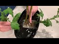 Ikebana How-to, the Tateru-katachi step-by-step