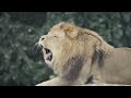LION vs TIGER | 10 REAL BATTLES OF LIONS AND TIGERS RECORDED BY CAMERA (PART 2)