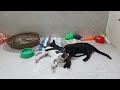 Funniest Dogs And Cats Videos 2024😍You Laugh You Lose🐶