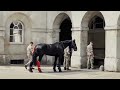 Rare Sighting!! Trooper LOAD HORSE at Horse Guards