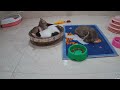 CLASSIC Dog and Cat Videos 🐱😸🤣 1 HOURS of FUNNY Clips 🐷 Cute baby animals