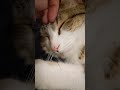 tiny little nose scritches while sleeping peacefully 😺❤️