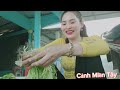 CẢI MIỀN TÂY....