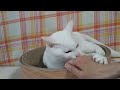 【猫と遊ぶ】うちの猫のあそびかた