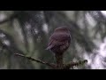 A pygmy owl family