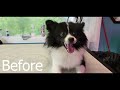 Before and After Dog Grooming (7 dog grooming transformation)