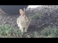 NEW:2nd video w/sound in description.  wild rabbit wheezing squeaking. what is wrong? please comment