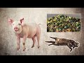 The Intriguing Mystery of the Pork Taboo | [Documentary]