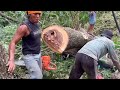 Removing a LARGE dangerous trembesi tree‼️