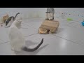 😅 Best Cats and Dogs Videos 😆😹 Funny Animal Moments 2024 😅😹