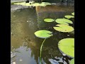 Koi and Guppy 300 gallon pond