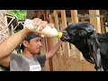 cara membuat susu sambung  untuk anak kambing / cempe yang tidak di susui indukanya