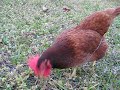 Pocahontas the Supermodel Chicken foraging in the front yard. Pt.2