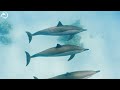 Top 100 Most Beautiful Marine Animals 🐋- Coral Reefs and Colorful Sea Life - Relaxing Music
