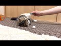 How many times will this cute kitten rotate while being brushed? Elle video No.107
