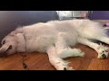 What to expect when bringing home a Great Pyrenees puppy