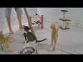 Funniest Pet Fails You Won't Believe 😍 Funny Cats Moments 2024 😆