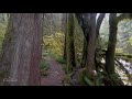 Autumn Forest Walk in 4K | 2.5 HRS Nature Video with Nature Sounds and Birds Singing