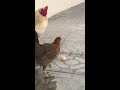 Chicken laying egg on the floor